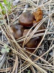Cortinarius brunneus