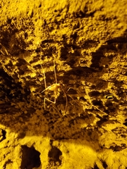 Hadenoecus subterraneus