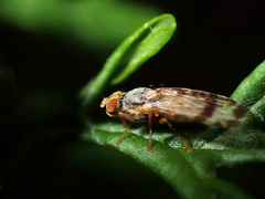 Sphenella marginata