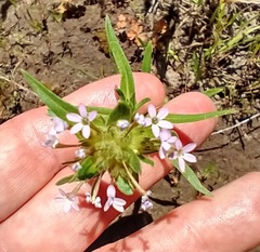 Collomia linearis