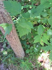 Crataegus flabellata