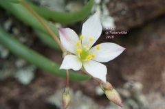 Phemeranthus napiformis