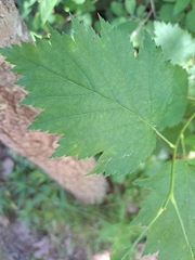 Crataegus flabellata