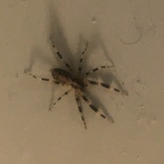 Zosis geniculata