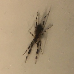 Zosis geniculata