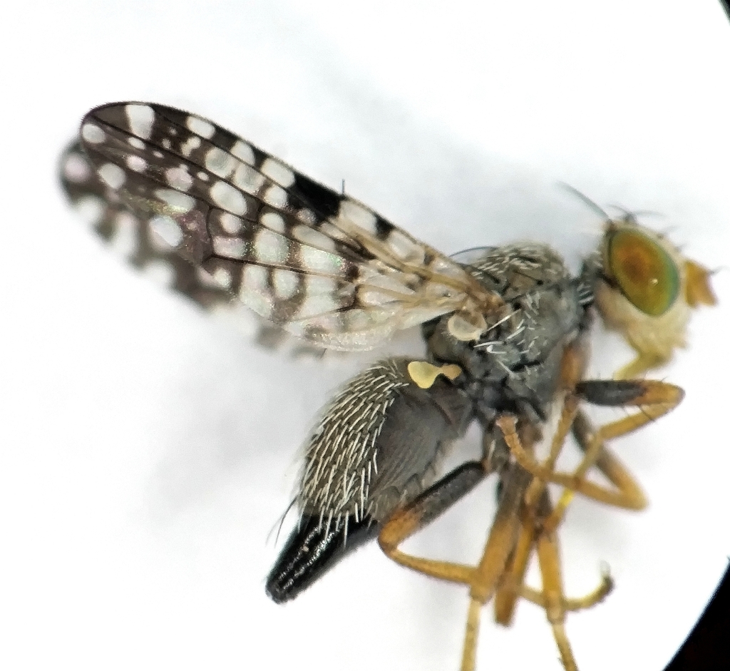 Wormwood Fly