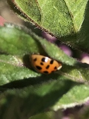 Harmonia axyridis