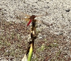 Sympetrum illotum