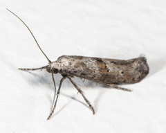 Ochromolopis ramapoella