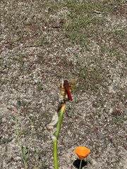 Sympetrum illotum