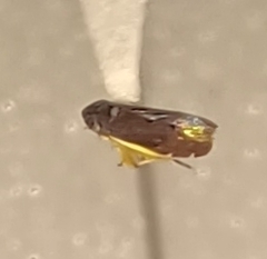 Planicephalus flavocostatus