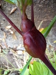 Procecidochares utilis