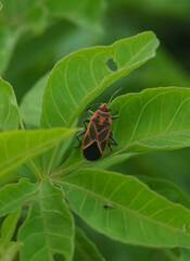 Graptostethus servus