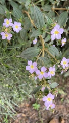 Chaetogastra brachyphylla