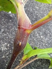 Procecidochares utilis