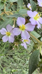 Chaetogastra brachyphylla