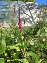 Bistorta amplexicaulis