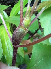 Procecidochares utilis