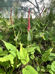 Bistorta amplexicaulis