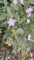 Chaetogastra brachyphylla