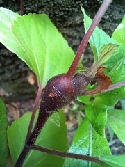 Procecidochares utilis