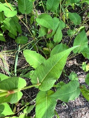 Bistorta amplexicaulis