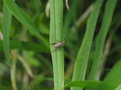 Anomala takasagoensis