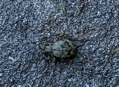 Myosides seriehispidus