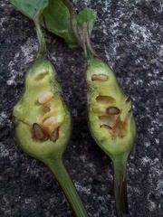 Procecidochares utilis