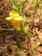 Aureolaria pectinata