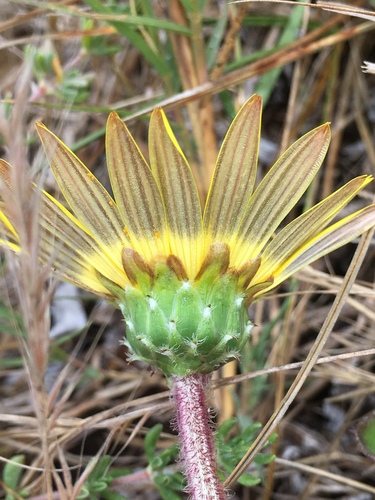 Arctotheca prostrata