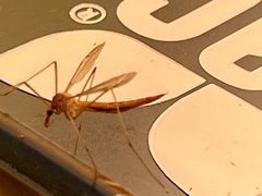 Tipulinae