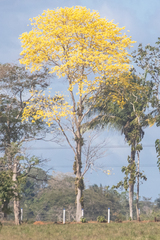 Handroanthus guayacan image