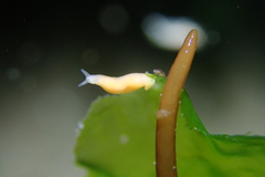 Vorticeros praedatorium