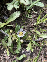 Hesperochiron pumilus