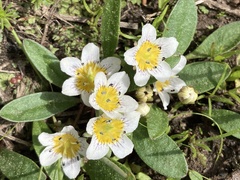 Hesperochiron pumilus