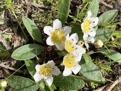 Hesperochiron pumilus