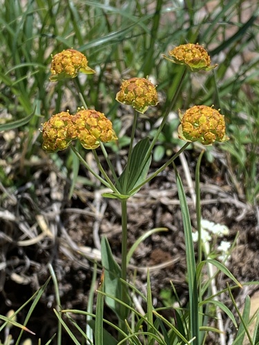 Subspecies Bupleurum ranunculoides ranunculoides · iNaturalist