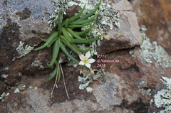 Phemeranthus napiformis