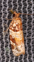 Argyrotaenia kimballi