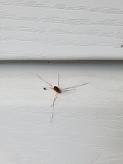 Rilaena triangularis