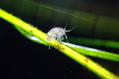 Apohyale californica