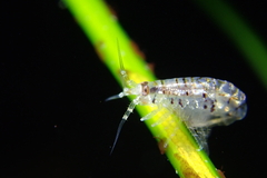 Apohyale californica