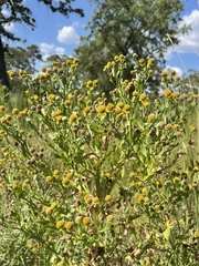 Helenium microcephalum