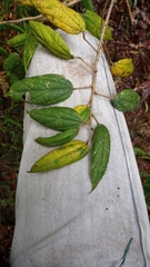 Alchornea latifolia