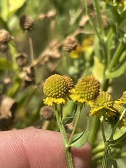 Helenium microcephalum