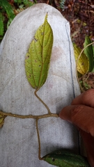 Alchornea latifolia