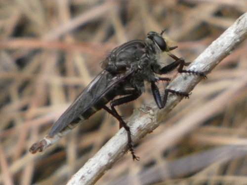 Black-bellied Marauder