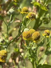 Helenium microcephalum