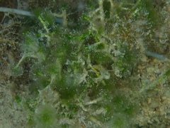 Cymopolia barbata